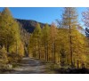 Лиственница европейская (Larix europaea) С2